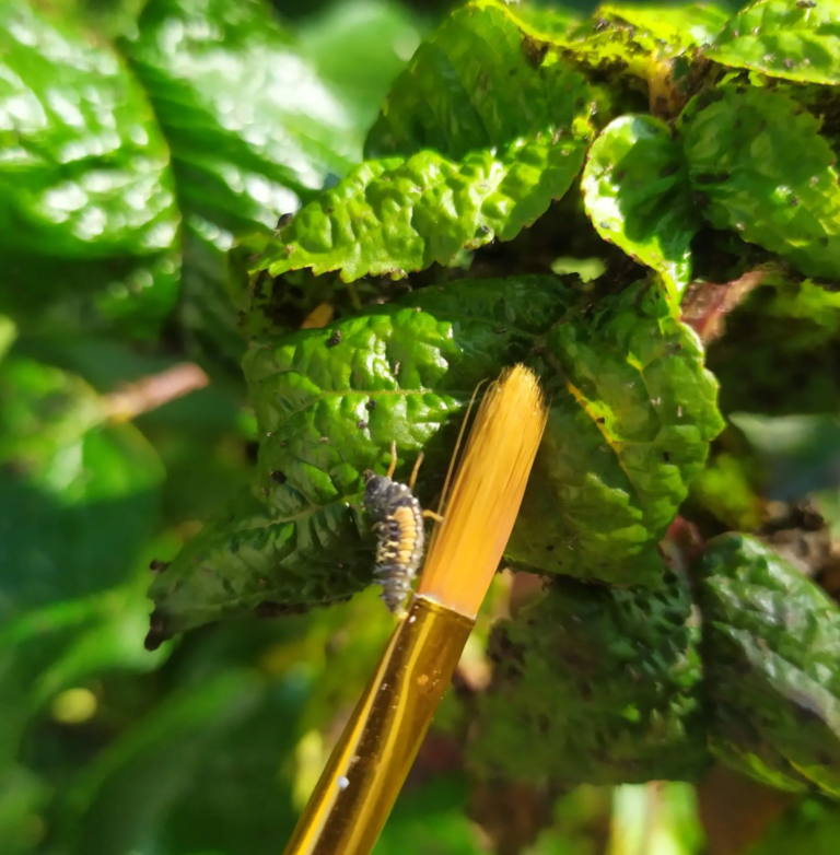 Terra-Vert - Lâcher de larve de coccinelle - Vichy