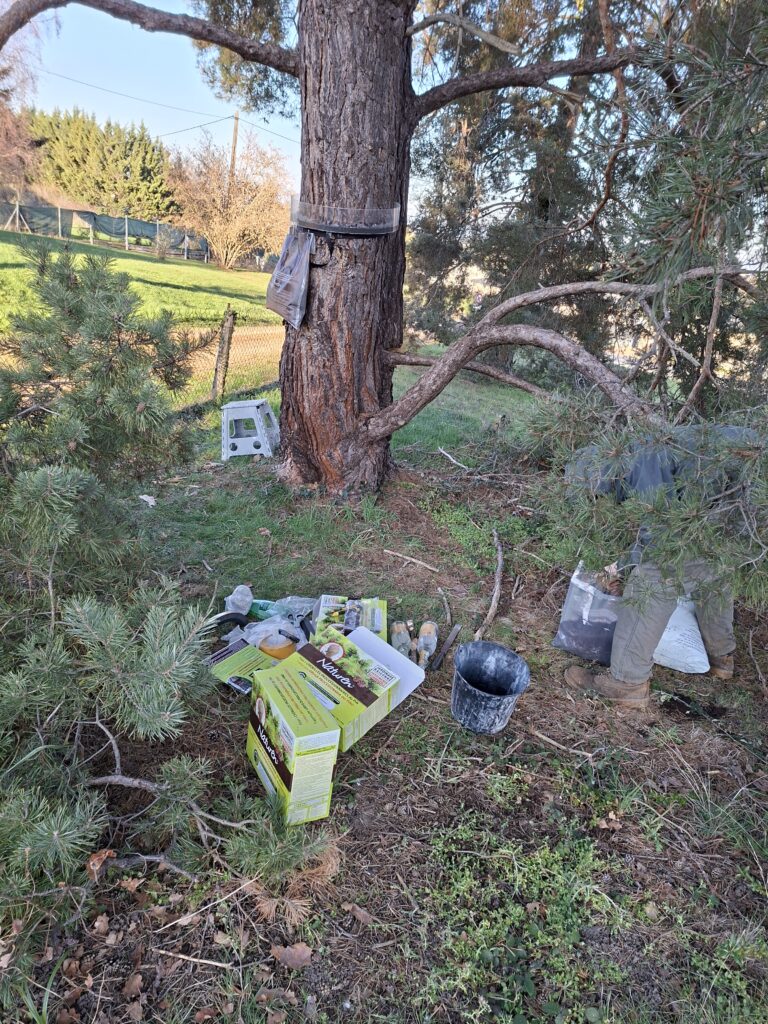 Chenilles processionnaires à Vichy : dangers, risques et solutions efficaces (pièges sur les pins)1