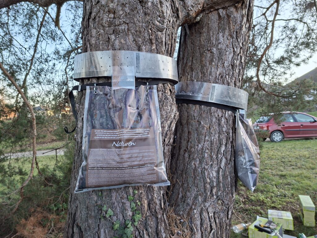 Chenilles processionnaires à Vichy : dangers, risques et solutions efficaces (pièges sur les pins)2